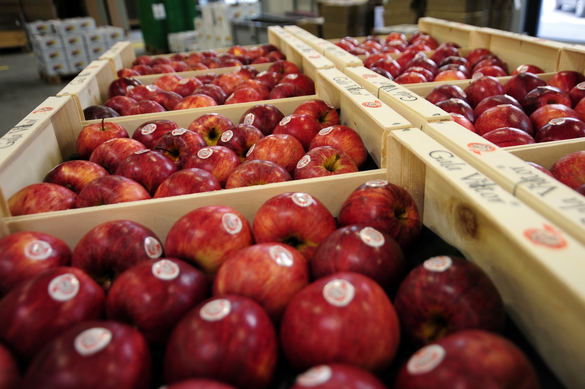Les pommes se gardent plusieurs mois dans des frigos, comme ici à Léman Fruits à Perroy. Leur empreinte carbone est extrêmement faible.
