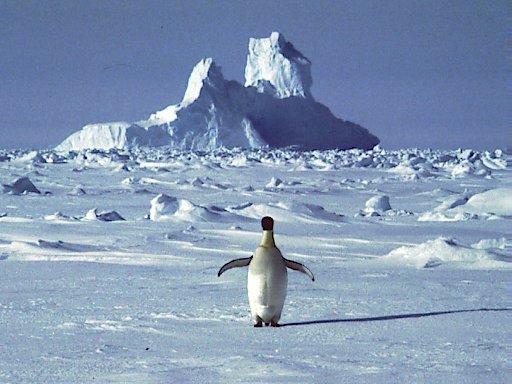 L'Antarctique a enregistré en février un record de température de plus de 20,75° franchissant pour la première fois la barre des 20°C.