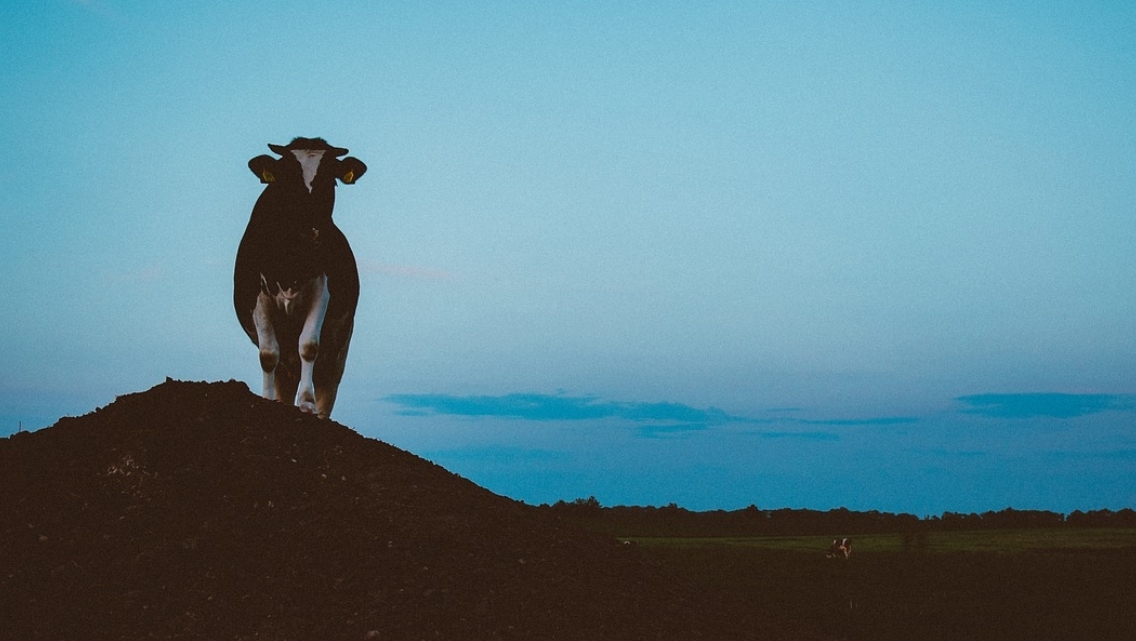Le tout premier cas de vache folle en Suisse remonte à 1990.
