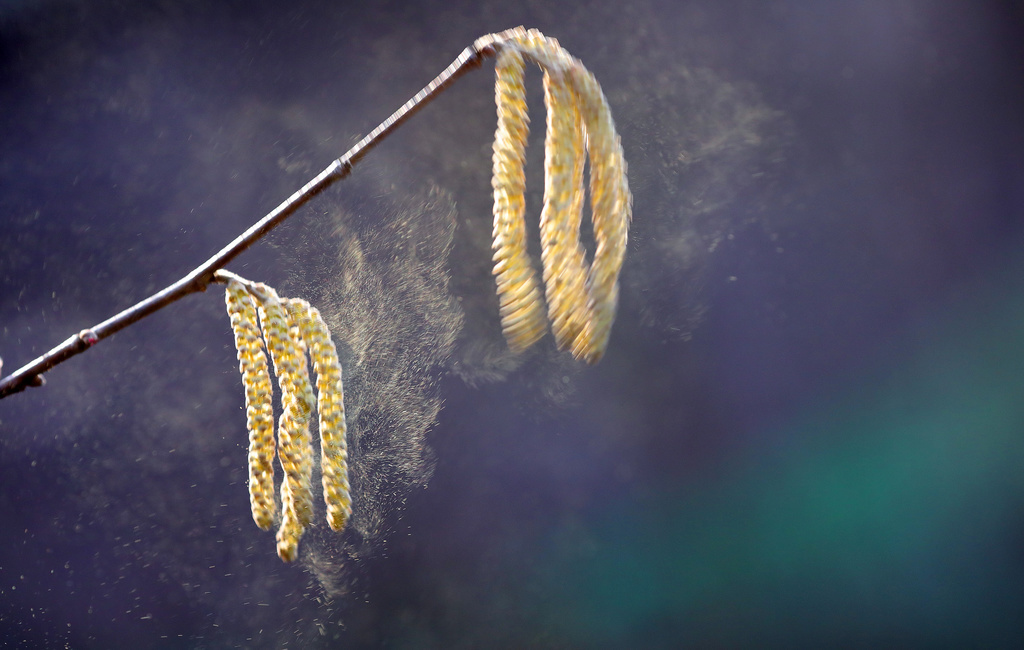 Il n'existe aucun lien prouvé à ce stade entre une allergie au pollen et le Covid-19.