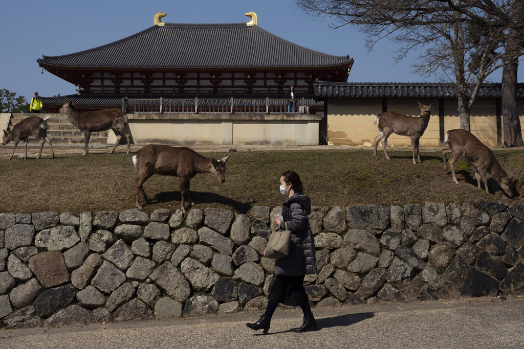 A Nara, au Japon, les animaux ont quitté leur parc pour s'ébattre en ville.