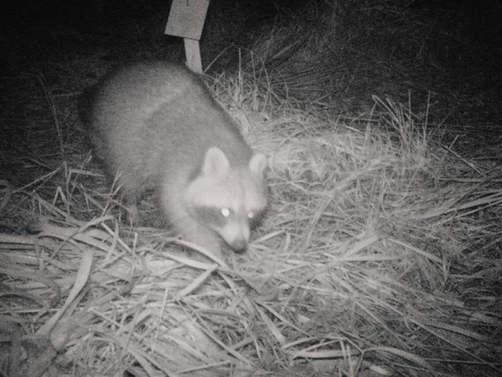 Ce raton laveur a été récemment photographié dans la Grande Cariçaie.