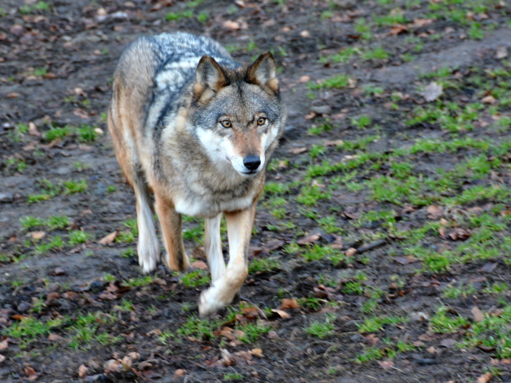 L'actuelle loi sur la chasse remonte à 1985, époque à laquelle aucun loup ne vivait en Suisse (archives).