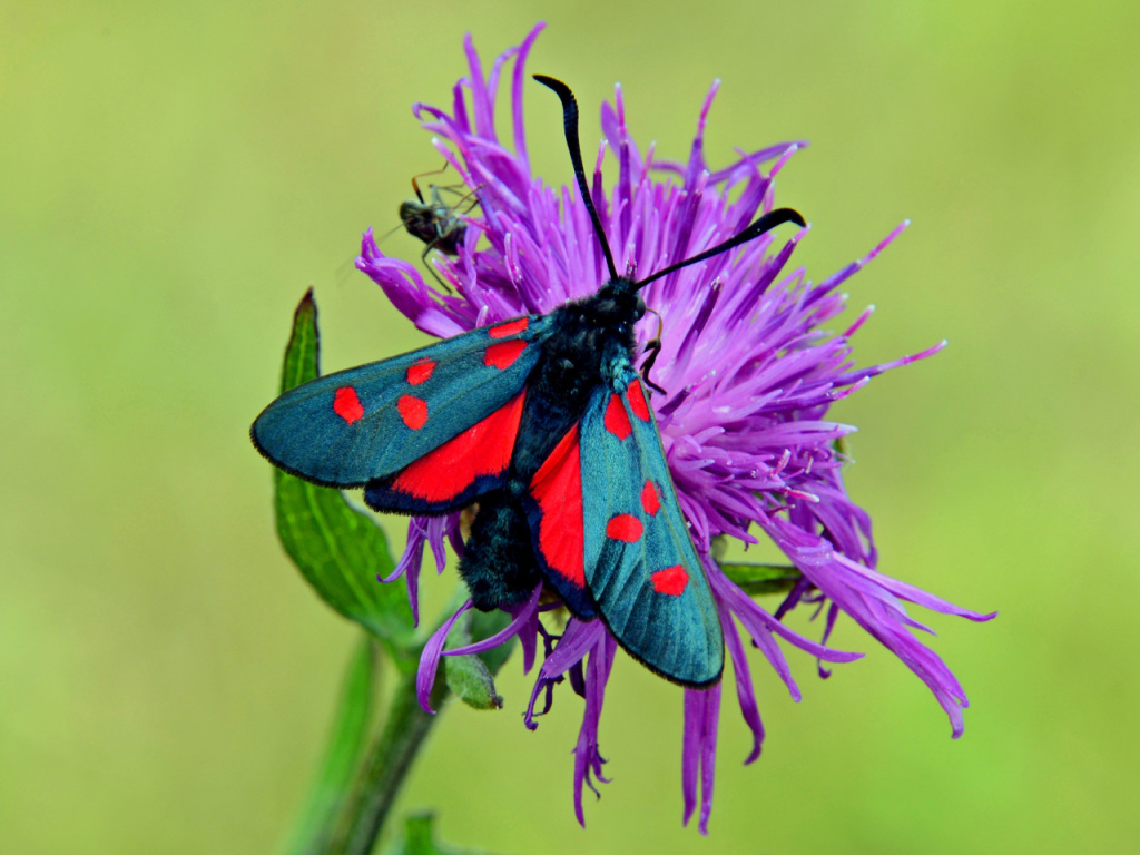 Les insectes et les papillons manquent de sources de nourriture en raison d'un déclin de la diversité des plantes.