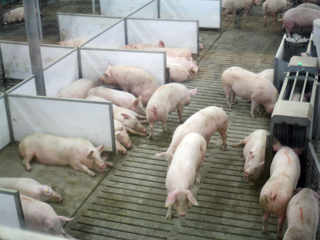 Le Syndrome dysgénésique et respiratoire du porc induit des problèmes au niveau de la reproduction ainsi que de la fièvre et des symptômes respiratoires. (photo symbolique).