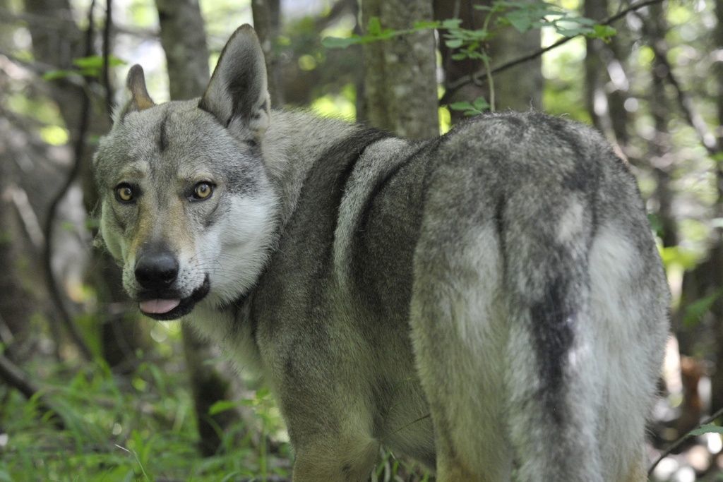 Contrairement à l'impression communément répandue, les loups tuent de moins en moins d'animaux de rente. 