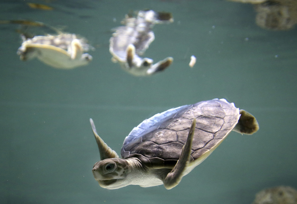 Les tortues sont nombreuses car elles cherchent à rejoindre l'île de Raine pour y pondre leurs œufs. (Illustration)