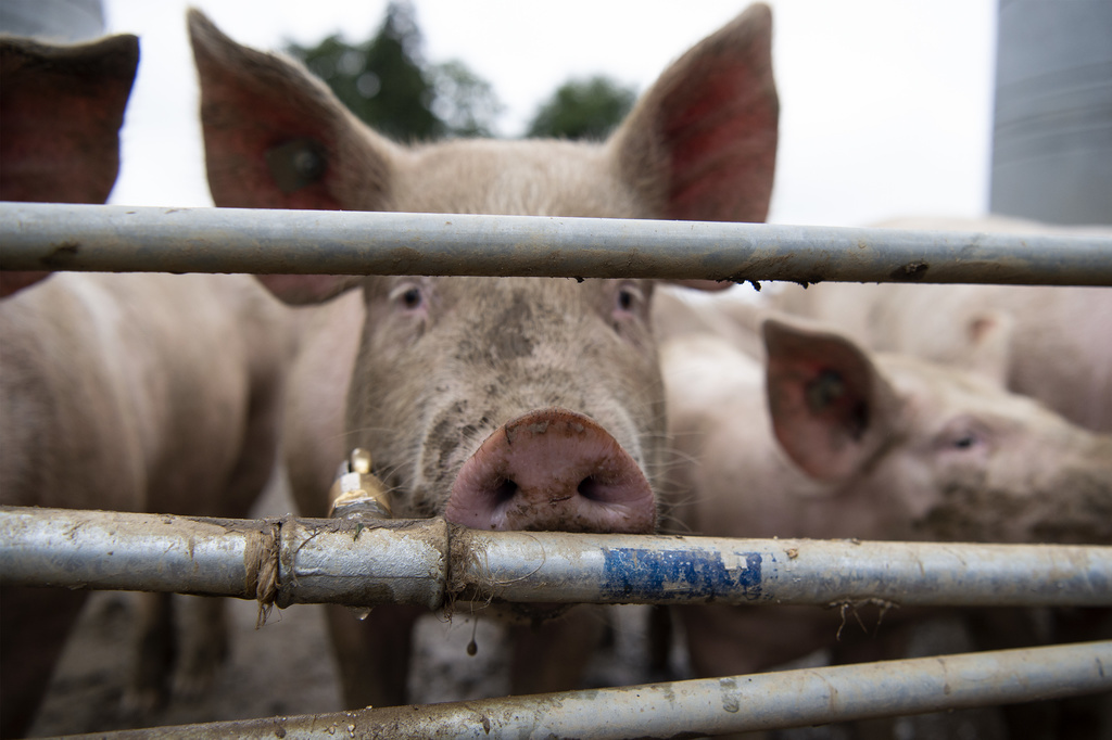 Les ouvriers et personnes travaillant avec les porcs sont relativement nombreux à avoir été infectés.