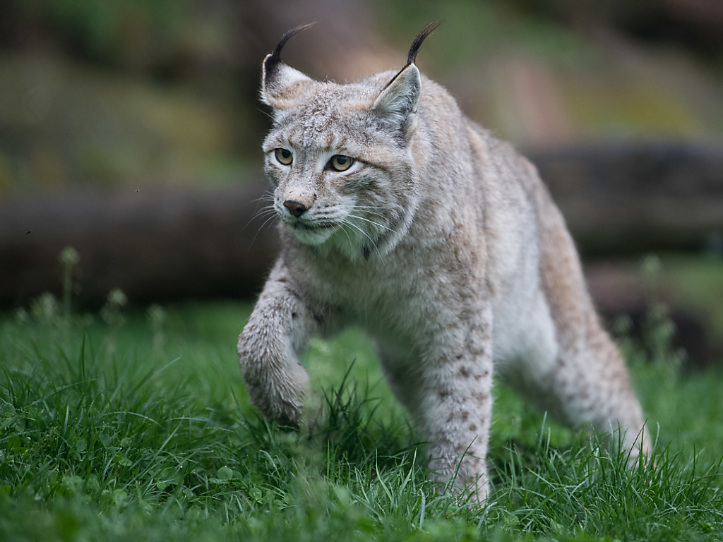 Un lynx a probablement attaqué des moutons dans l'Oberland bernois (archives).
