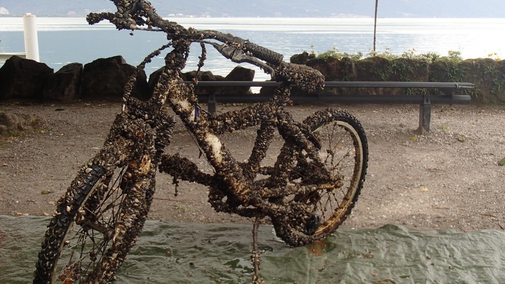 Ce vélo repêché par l'Association de sauvegarde du Léman montre l'emprise des moules.