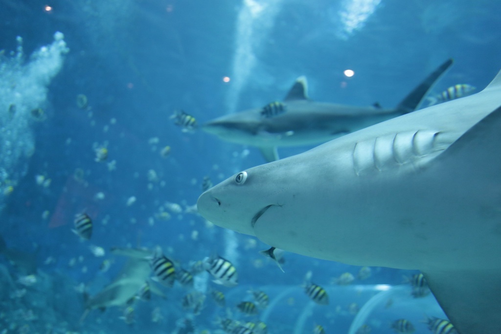 Pendant quatre ans, 15'000 caméras sous-marines télécommandées ont filmé plus de 370 récifs coralliens de presque 60 pays pour recenser la population mondiale de requins. (illustration)