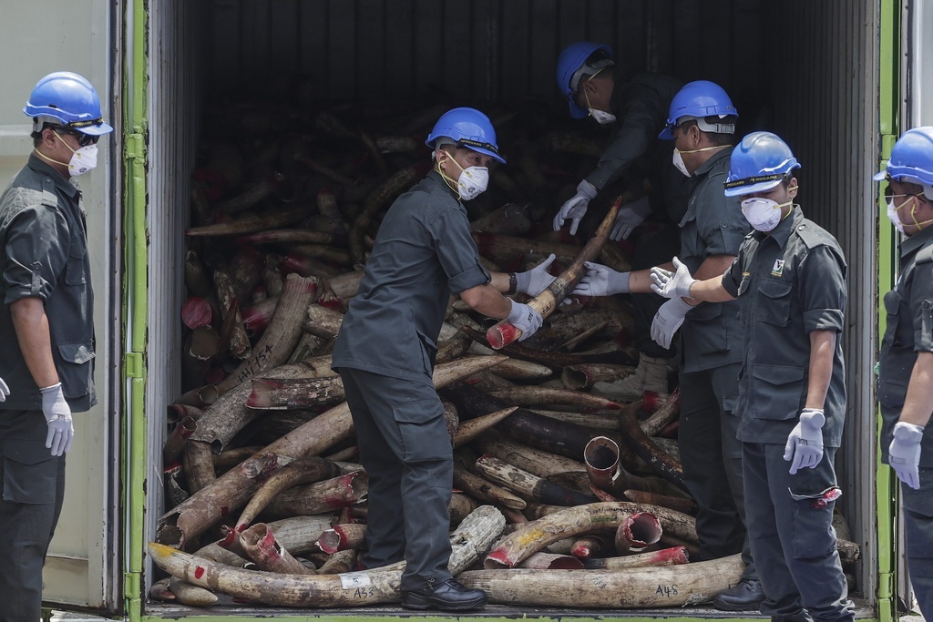 Le rapport note aussi que le commerce illégal de l'ivoire africain est en déclin. (archives)