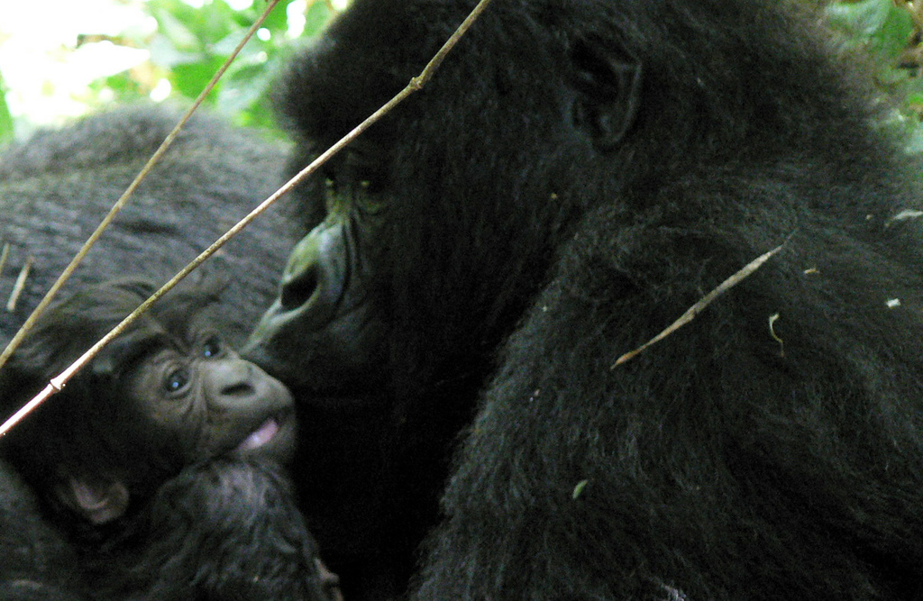 L'espèce des gorilles des montagnes, à laquelle appartenait Rafiki, est classée dans la catégorie "en danger" sur la liste rouge des espèces menacées de l'UICN (ILLUSTRATION).