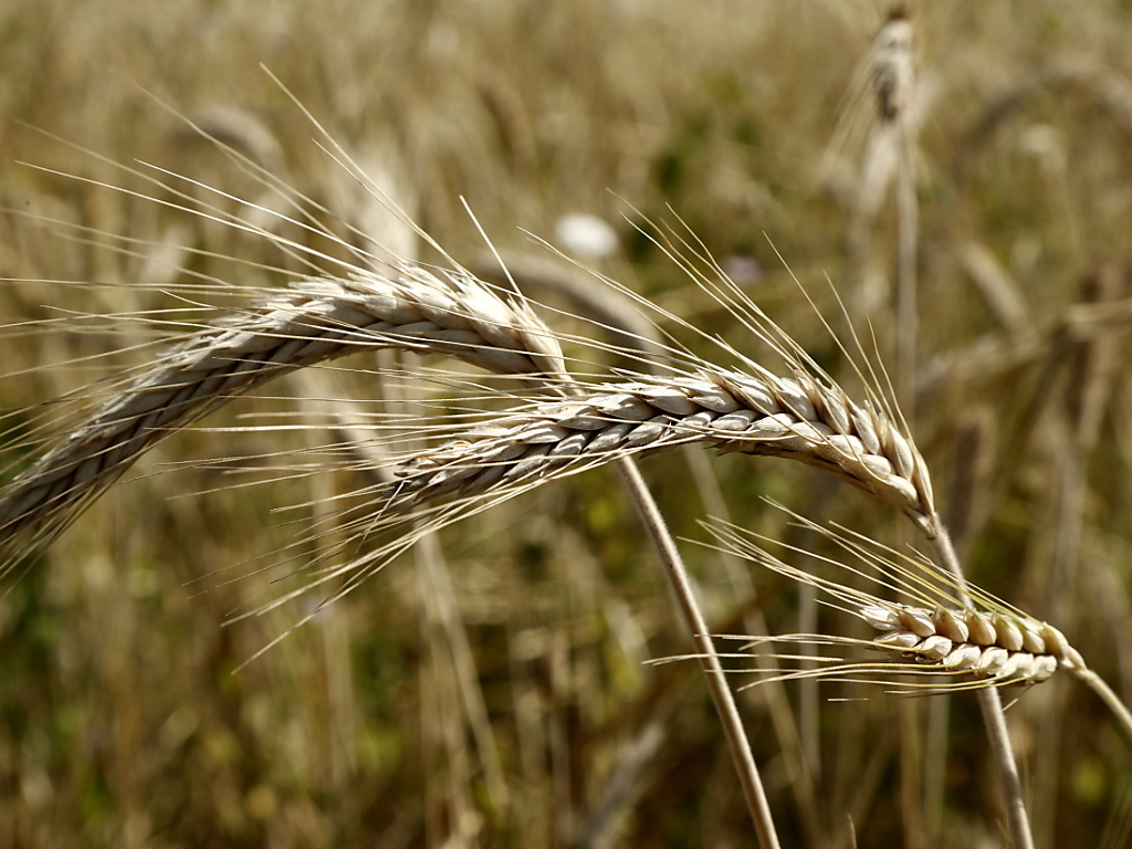 Agriculture et environnement ne font pas toujours bon ménage. (Illustration)