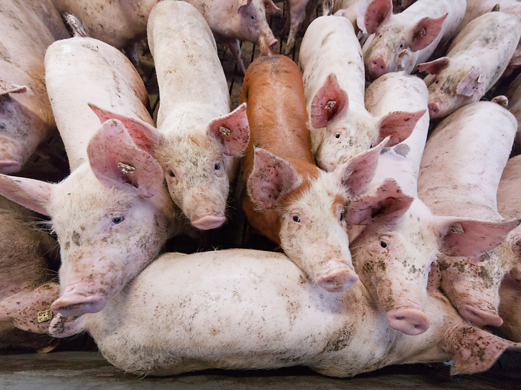 Des mesures doivent être prises afin d'améliorer la santé des porcs et d'éviter le recours aux médicaments. (Illustration)