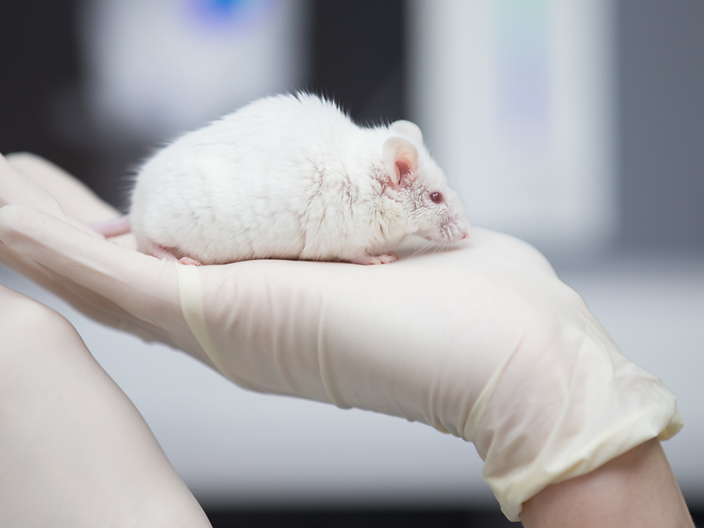 De 2012 à 2019, on observe une utilisation croissante de souris génétiquement modifiées en degrés de gravité 2 et 3 (archives).