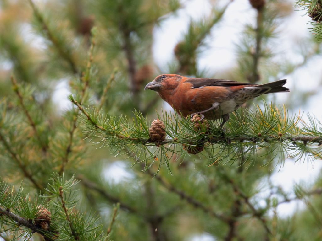 Le bec croisé des sapins est un oiseau très spécialisé vivant jusqu'à 3000 mètres d'altitude.