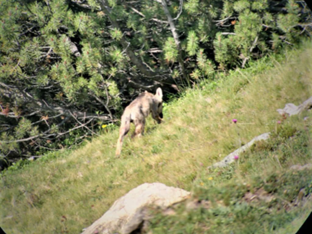 Une septième meute de loups a été observée dans la vallée de l'Albula (GR). Elle compte six louveteaux.