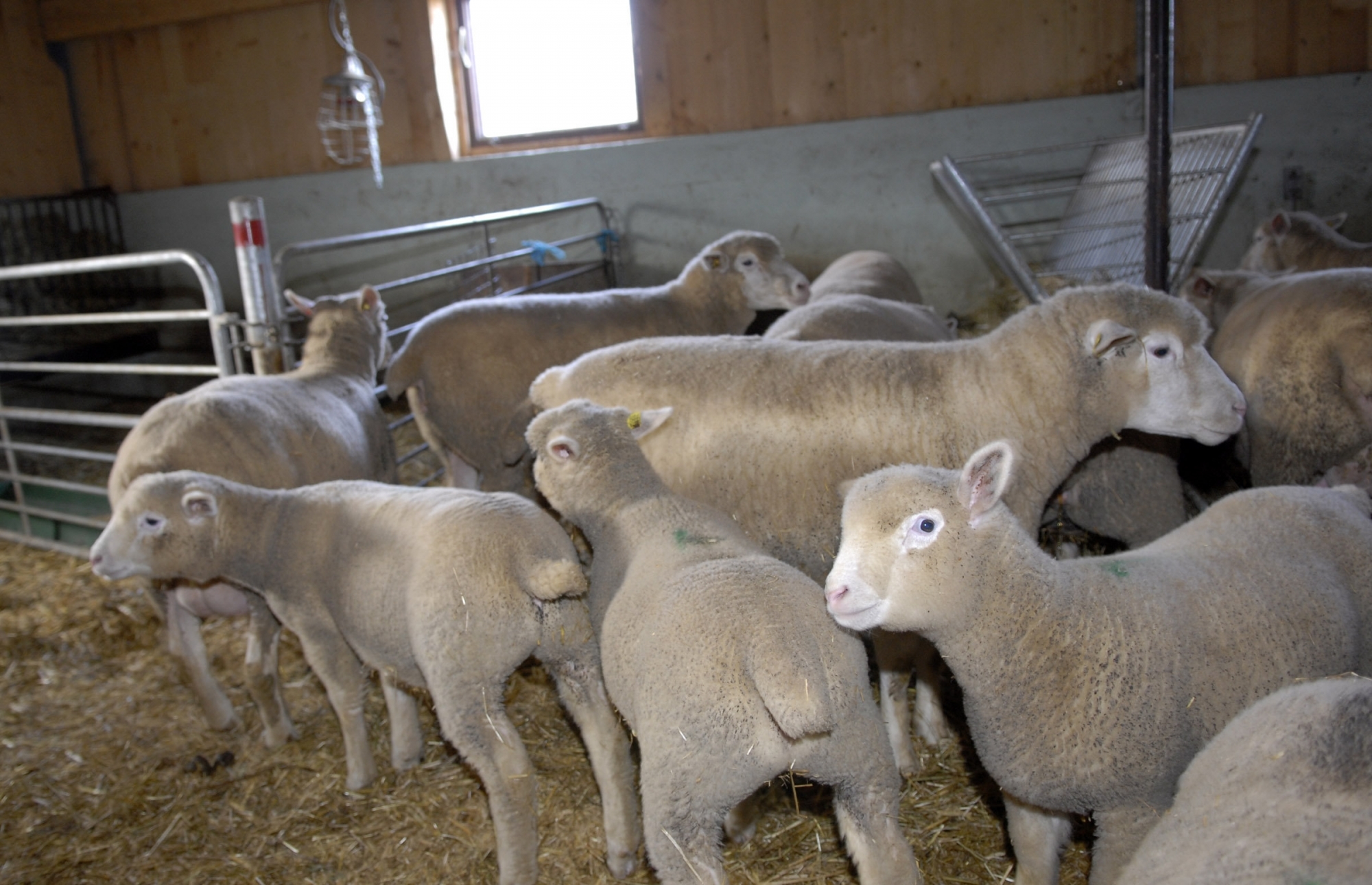 Le jeune homme a dérobé plus d'une trentaine de moutons en quatre ans. (photo d'illustration)