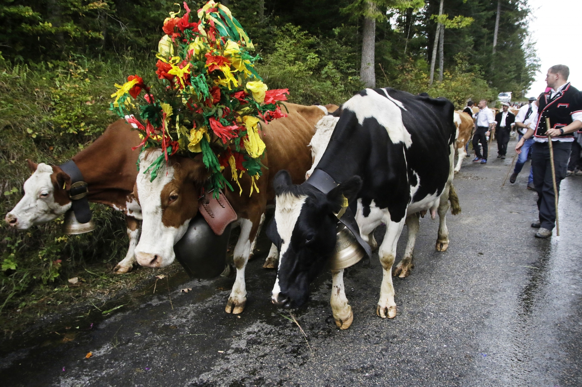 Les vaches quitteront l'alpage en toute discrétion. 