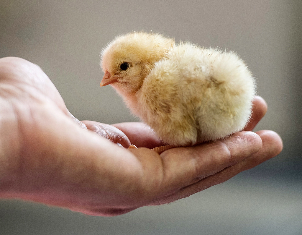 Aujourd'hui, il est déjà possible d'acheter des œufs pondus par des poules dont les semblables mâles n'ont pas été tués. (illustration)