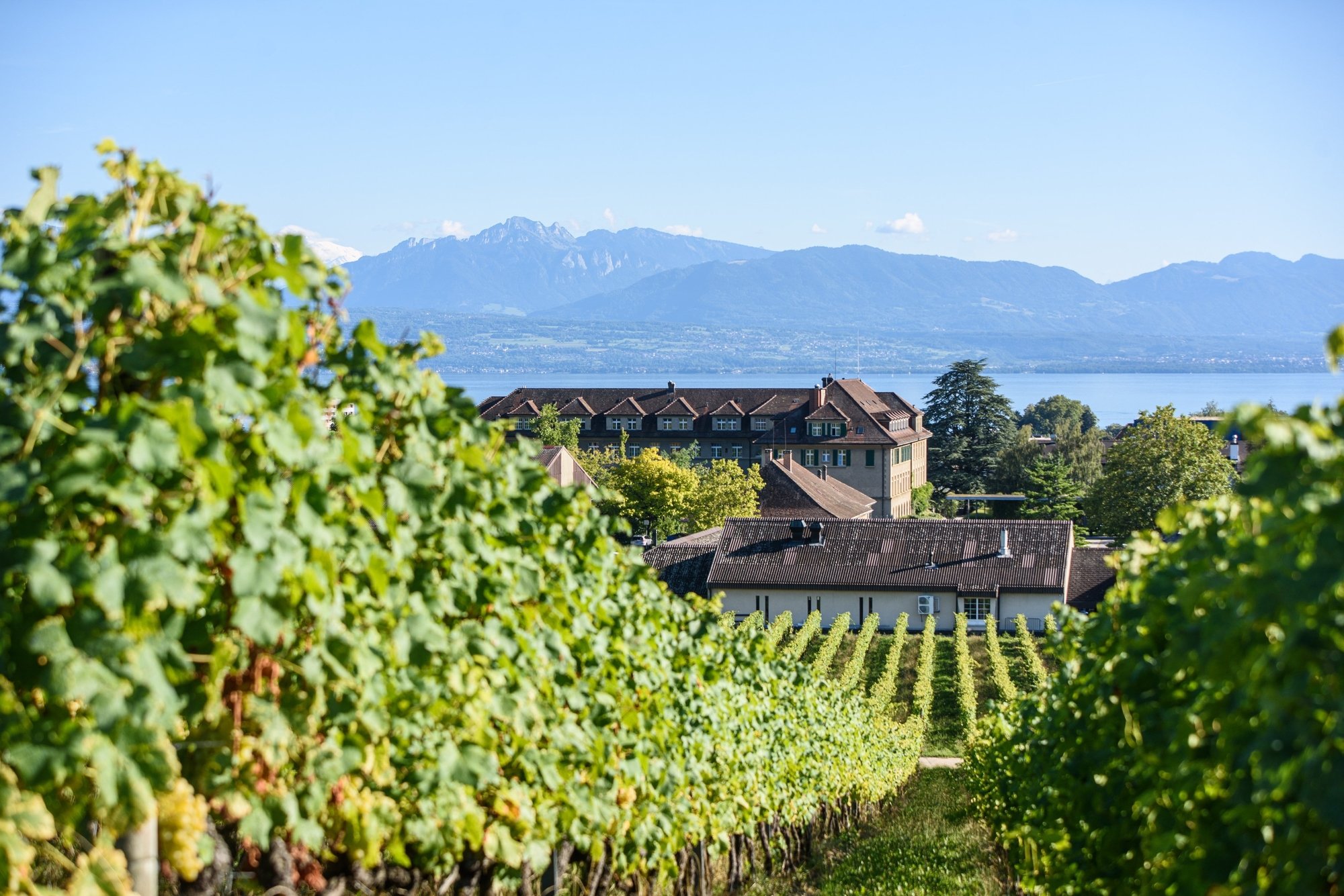 Malgré la qualité des vins, la Sàrl du Domaine de la Ville de Morges, créée en 2013, a toujours eu de la peine à atteindre la rentabilité.